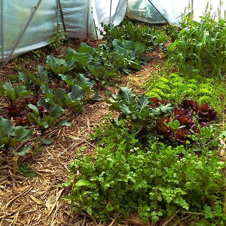 Arambha Ecovillage Farmstay Tabua  外观 照片