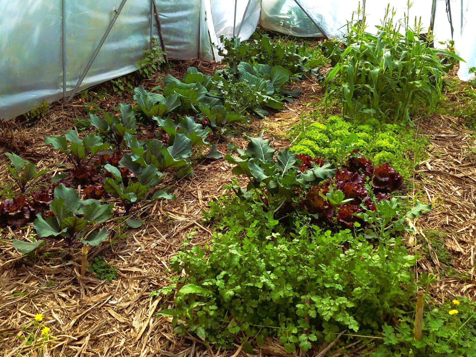 Arambha Ecovillage Farmstay Tabua  外观 照片